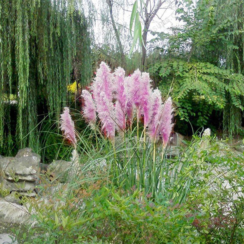 Egrow-200Pcs-Pampas-Grass-Seed-Potted-Purple-Pampas-Grass-Garden-Ornamental-Plants-1119045