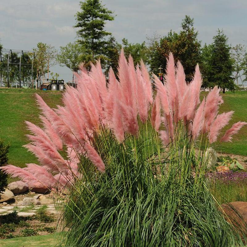 Egrow-200Pcs-Pampas-Grass-Seed-Potted-Purple-Pampas-Grass-Garden-Ornamental-Plants-1119045