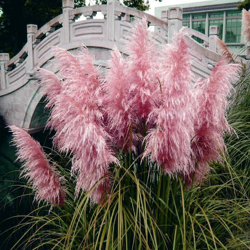 Egrow-200Pcs-Pampas-Grass-Seed-Potted-Purple-Pampas-Grass-Garden-Ornamental-Plants-1119045