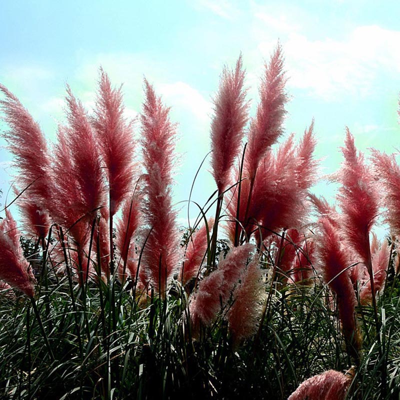 Egrow-200Pcs-Pampas-Grass-Seed-Potted-Purple-Pampas-Grass-Garden-Ornamental-Plants-1119045