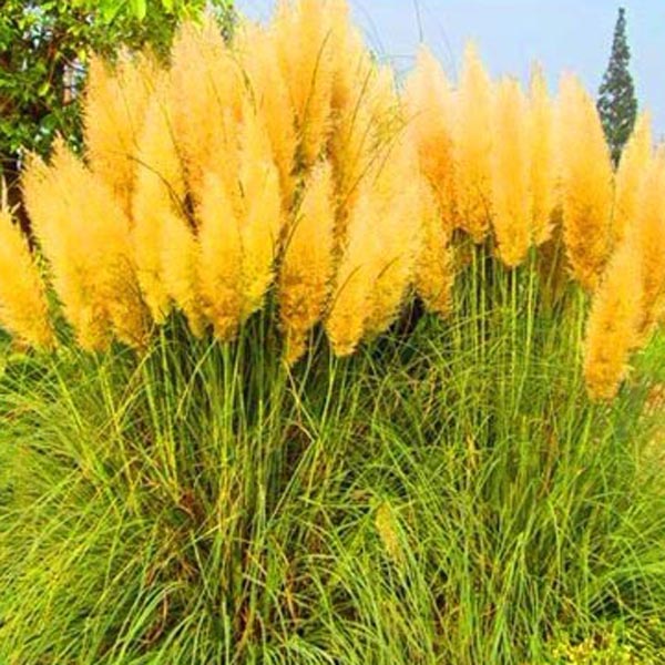 Egrow-200Pcs-Pampas-Grass-Seed-Potted-Purple-Pampas-Grass-Garden-Ornamental-Plants-1119045