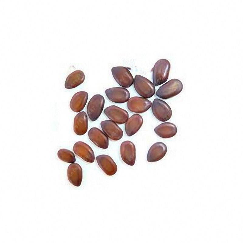 Egrow-20Pcs-Acacia-Tree-Seeds-Colorful-Albizia-Julibrissin-Tree-Seed-Indoor-Bonsai-Tree-Planting-1258016