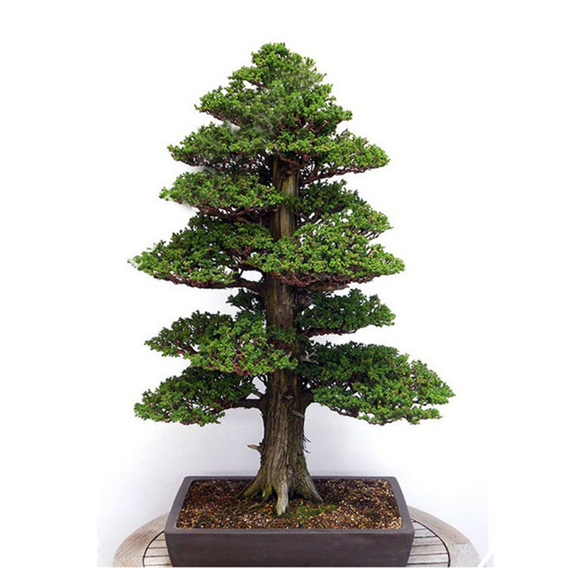 Egrow-20Pcs-Japanese-Cedar-Semillas-Bonsai-Seeds-Rare-Tree-Seeds-for-Home-Garden-Planting-1134763