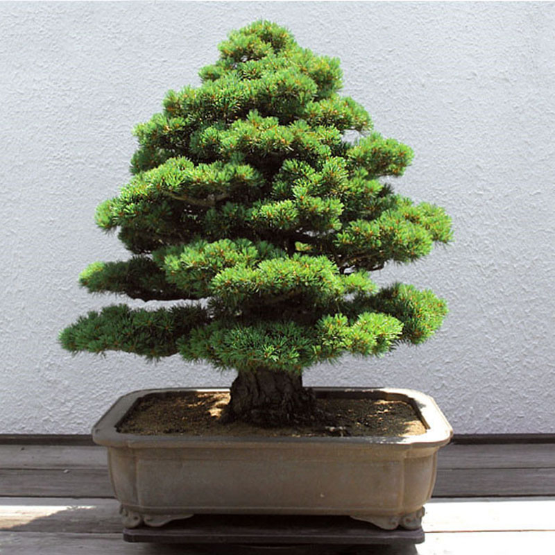 Egrow-20Pcs-Japanese-Cedar-Semillas-Bonsai-Seeds-Rare-Tree-Seeds-for-Home-Garden-Planting-1134763