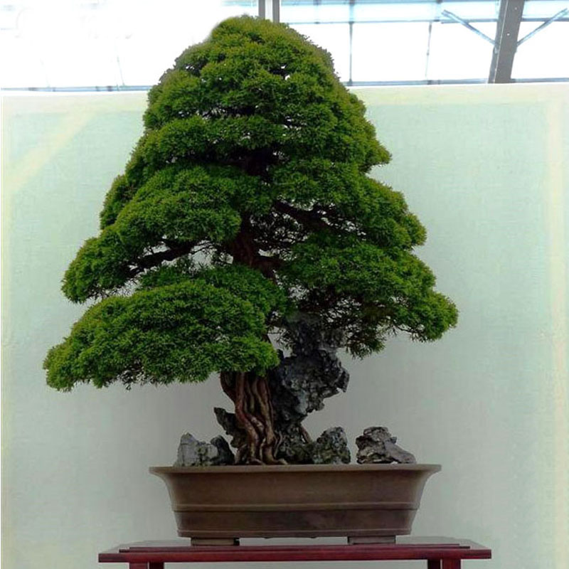 Egrow-20Pcs-Japanese-Cedar-Semillas-Bonsai-Seeds-Rare-Tree-Seeds-for-Home-Garden-Planting-1134763