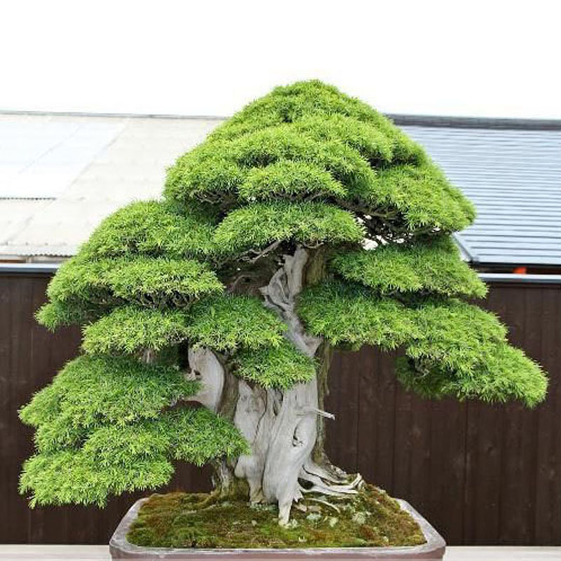 Egrow-20Pcs-Japanese-Cedar-Semillas-Bonsai-Seeds-Rare-Tree-Seeds-for-Home-Garden-Planting-1134763