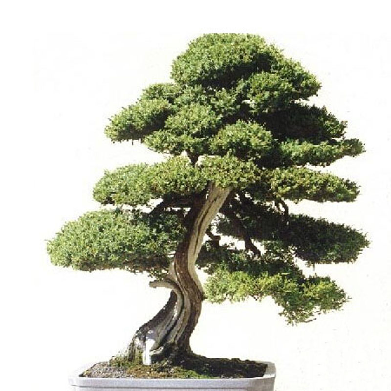 Egrow-20Pcs-Japanese-Cedar-Semillas-Bonsai-Seeds-Rare-Tree-Seeds-for-Home-Garden-Planting-1134763