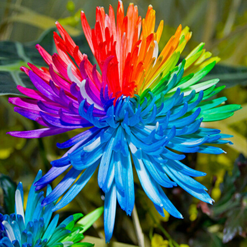 Egrow-20Pcs-Rainbow-Chrysanthemum-Flower-Seeds-Rare-Color-Home-Garden-Bonsai-Dyeing-Plant-1116343