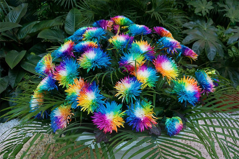 Egrow-20Pcs-Rainbow-Chrysanthemum-Flower-Seeds-Rare-Color-Home-Garden-Bonsai-Dyeing-Plant-1116343