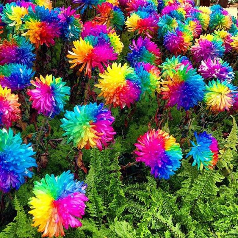 Egrow-20Pcs-Rainbow-Chrysanthemum-Flower-Seeds-Rare-Color-Home-Garden-Bonsai-Dyeing-Plant-1116343