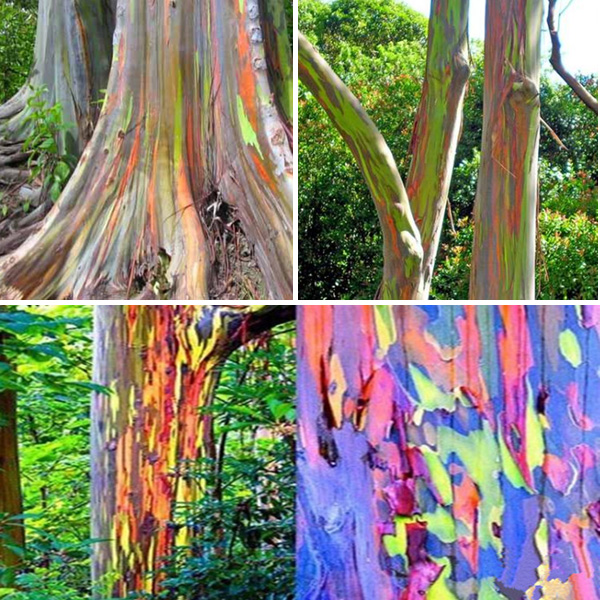 Egrow-40pcs-Rainbow-Eucalyptus-Seeds-Garden--Eucalyptus-Deglupta-Decor-Plant-990991