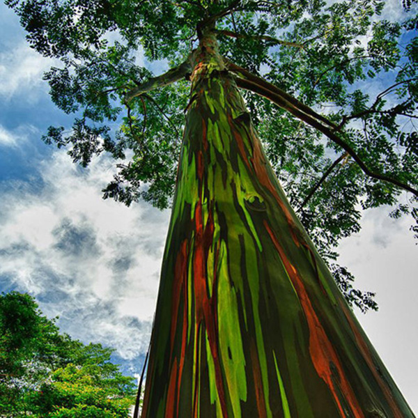 Egrow-40pcs-Rainbow-Eucalyptus-Seeds-Garden--Eucalyptus-Deglupta-Decor-Plant-990991