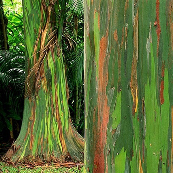 Egrow-40pcs-Rainbow-Eucalyptus-Seeds-Garden--Eucalyptus-Deglupta-Decor-Plant-990991