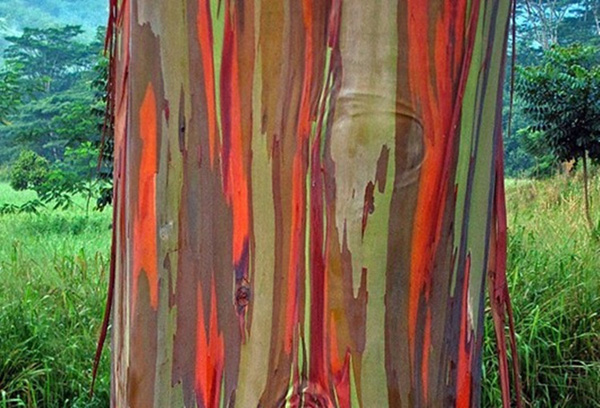 Egrow-40pcs-Rainbow-Eucalyptus-Seeds-Garden--Eucalyptus-Deglupta-Decor-Plant-990991