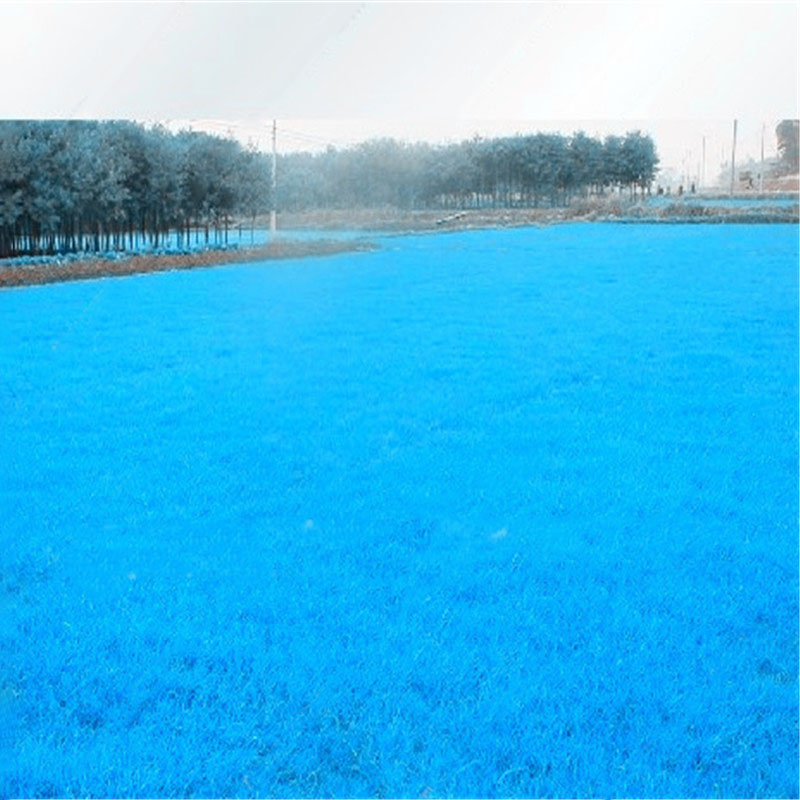 Egrow-500-PCS-Blue-Grass-Seed-Rare-Lawn-Seeds-Garden-Courtyard-Decoration-Perennial-Grass-1241223