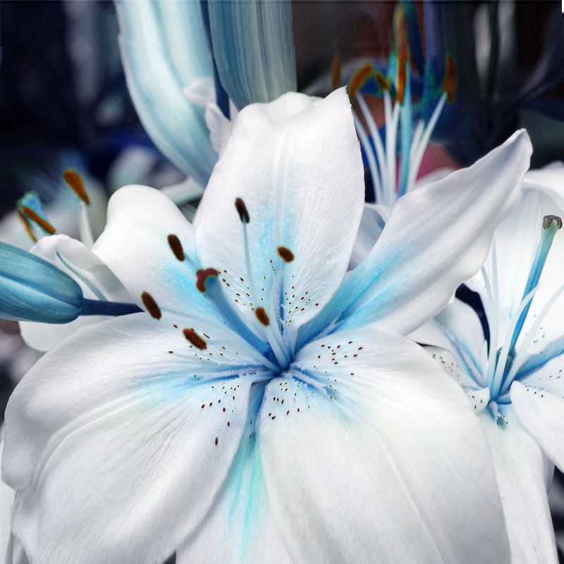 Egrow-50Pcs-Blue-Heart-Lily-Seeds-Potted-Plant-Bonsai-Lily-Flower-Seeds-For-Home-Garden-1118381