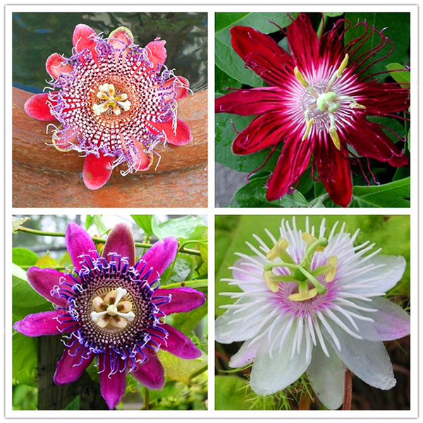 Egrow-50PcsPack-Passion-Flower-Seeds-Garden-Rare-Passiflora-Incarnata-Fruit-Plants-Seeds-1302149