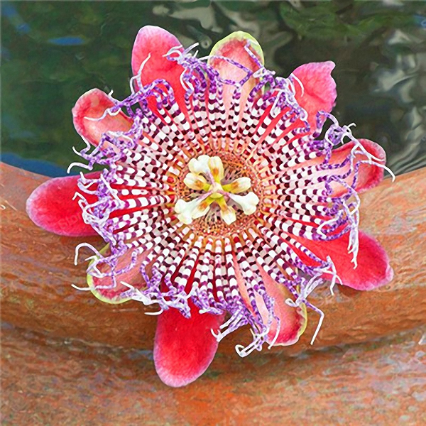 Egrow-50PcsPack-Passion-Flower-Seeds-Garden-Rare-Passiflora-Incarnata-Fruit-Plants-Seeds-1302149