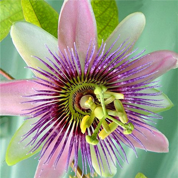 Egrow-50PcsPack-Passion-Flower-Seeds-Garden-Rare-Passiflora-Incarnata-Fruit-Plants-Seeds-1302149