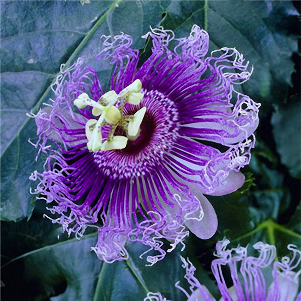 Egrow-50PcsPack-Passion-Flower-Seeds-Garden-Rare-Passiflora-Incarnata-Fruit-Plants-Seeds-1302149