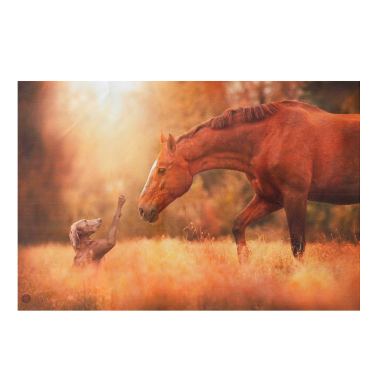 Friendship-of-Horse-and-Dog-Silk-Poster-Fabric-Nature-Animal-Print-Wall-Home-Decoration-1079143