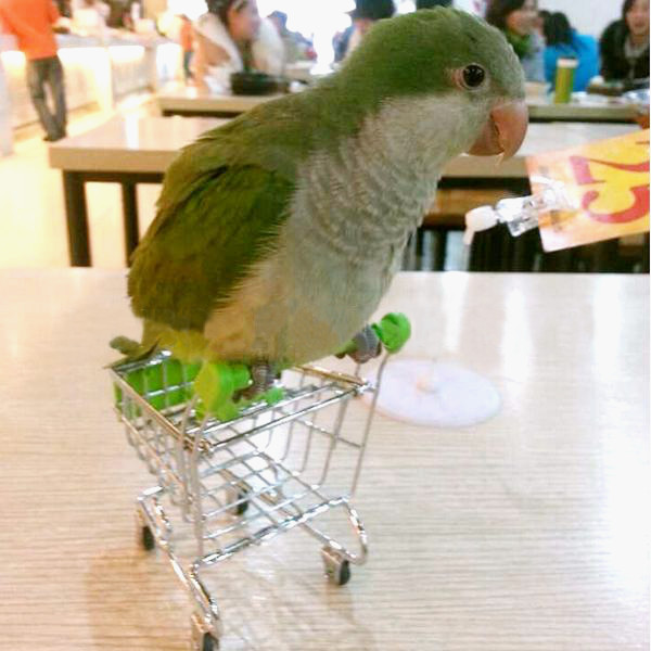 Parrot-Toy-Bird-Supermarket-Shopping-Cart-Kids-Growth-Box-945371