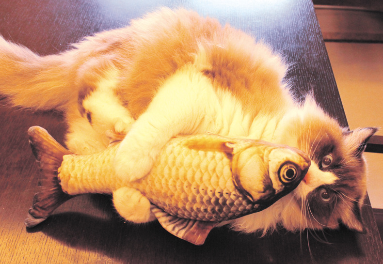 Yani-30cm-Large-Size--Interactive-Pets-Pillow-Catnip-Toys-Simulation-Plush-Fish-Shape-Doll-Chew-Bite-1156035