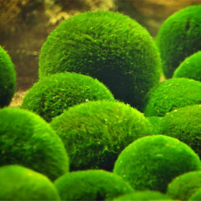 Egrow-1000-PCS-Aquarium-Fish-Tank-Grass-Seeds-Water-Aquatic-Plant-Seeds-Ornamental-Lawn-Grass-1236794