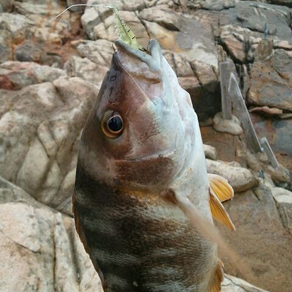Fishy-Smell-Soft-Prawn-Shrimp-Fishing-Lure-Bass-Fishing-928716