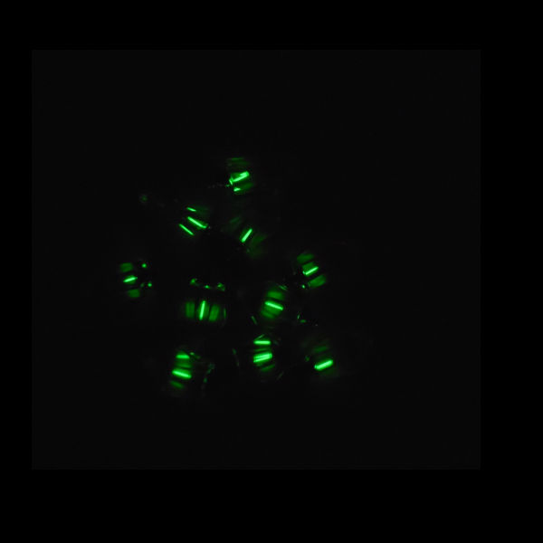 2x12mm-Tritium-Tube-Self-luminou-Crystalline-Flask-Ensiform-Keychain-955528