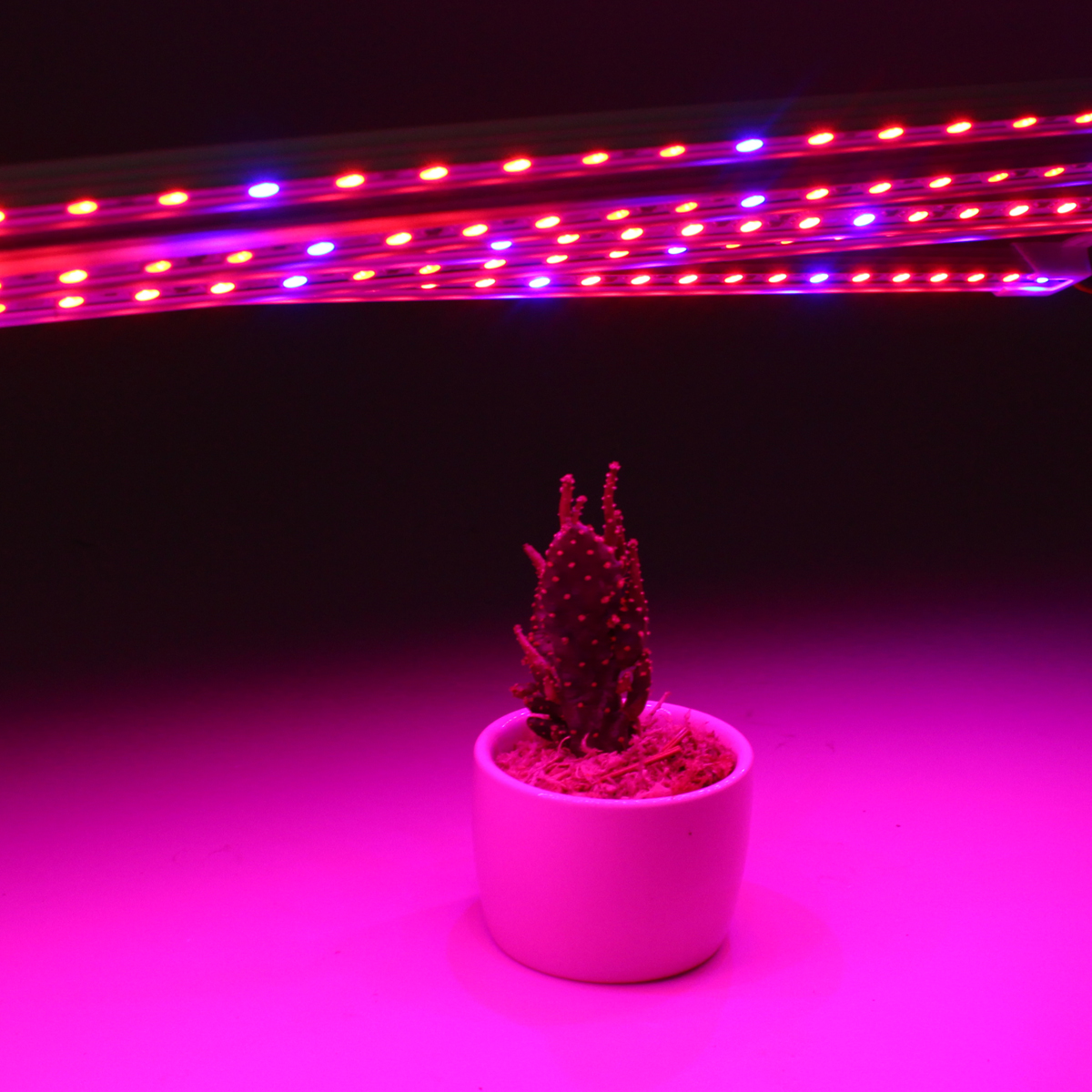 5PCS-50CM-SMD5050-RedBlue-51-Grow-Plant-LED-Strip-Light-with-Connector-for-Greenhouse-DC12V-1285483